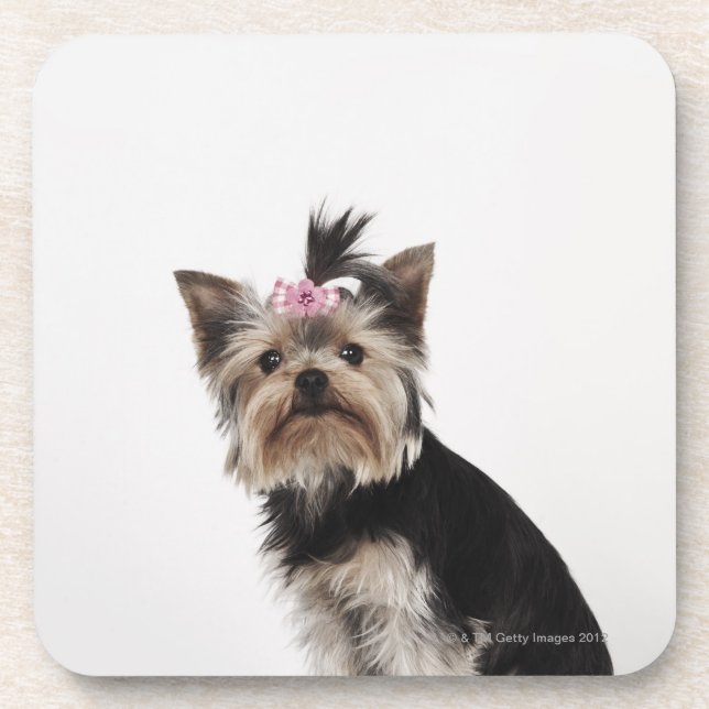 Porträt eines Hundes Yorkshires Terrier Untersetzer (Vorderseite)