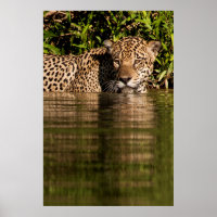 Porträt eines Jaguar-Schwimmens