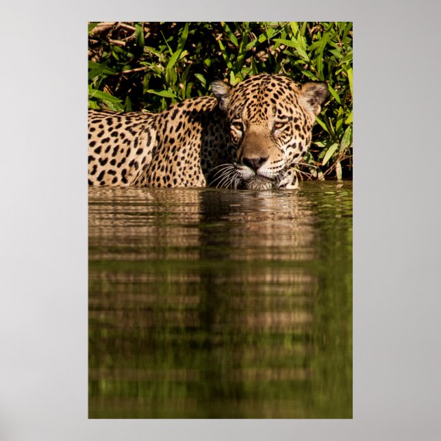 Porträt eines Jaguar-Schwimmens Poster (Vorne)
