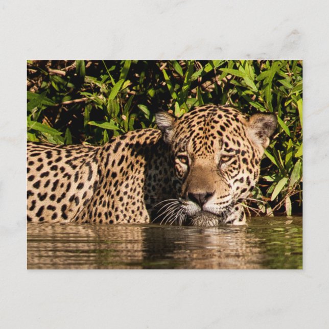 Porträt eines Jaguar-Schwimmens Postkarte (Vorderseite)
