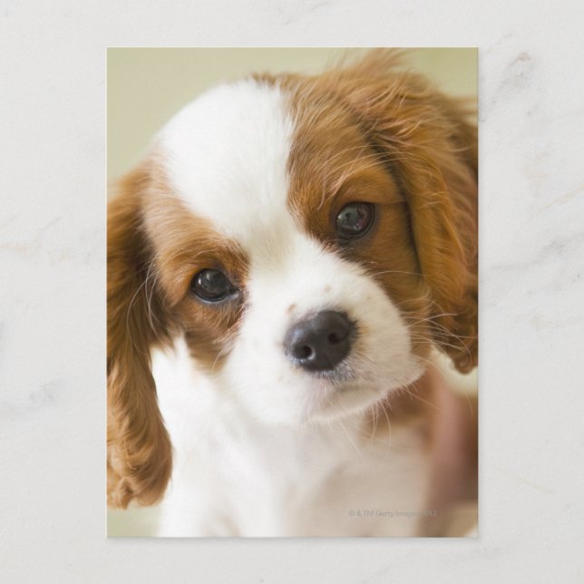 Porträt eines Königcharles Spanielwelpen Postkarte (Vorderseite)