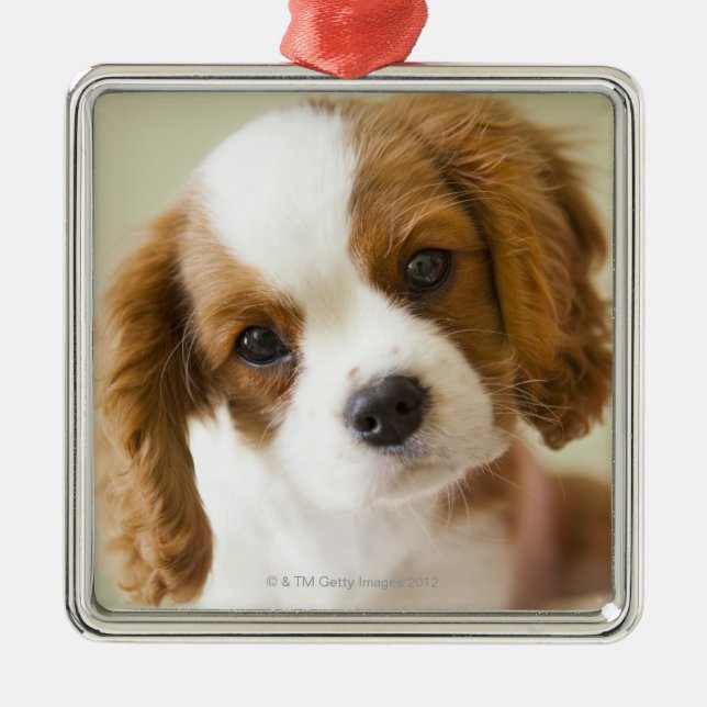 Porträt eines Königcharles Spanielwelpen Silbernes Ornament (Vorne)