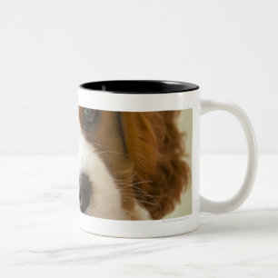 Porträt eines Königcharles Spanielwelpen Zweifarbige Tasse