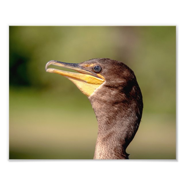 Porträt eines Kormorans Fotodruck (Vorne)