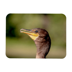 Porträt eines Kormorans Magnet