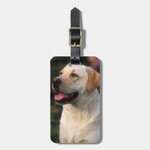 Porträt eines Labrador Retrievers, Hilton Gepäckanhänger