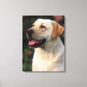 Porträt eines Labrador Retrievers, Hilton Leinwanddruck