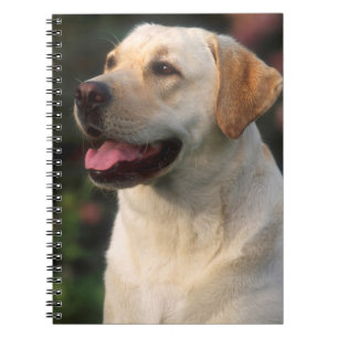 Porträt eines Labrador Retrievers, Hilton Notizblock