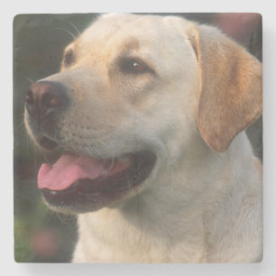 Porträt eines Labrador Retrievers, Hilton Steinuntersetzer