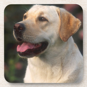 Porträt eines Labrador Retrievers, Hilton Untersetzer