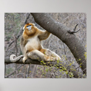 Porträt eines männlichen Goldaffen im Baum Poster
