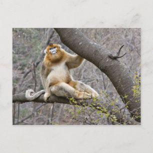 Porträt eines männlichen Goldaffen im Baum Postkarte