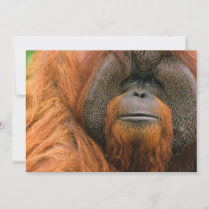 Porträt eines männlichen Orang-Utans, Georgia, USA Dankeskarte