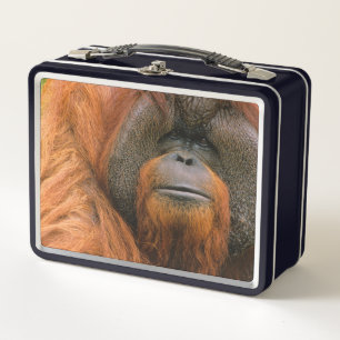 Porträt eines männlichen Orang-Utans, Georgia, USA Metall Brotdose