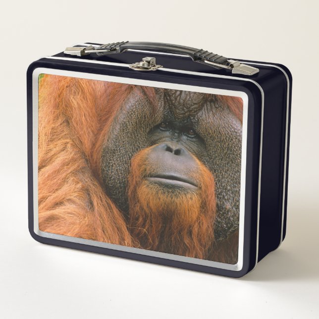 Porträt eines männlichen Orang-Utans, Georgia, USA Metall Brotdose (Vorderseite)