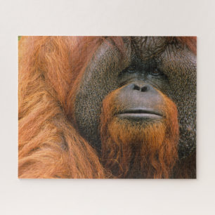 Porträt eines männlichen Orang-Utans, Georgia, USA Puzzle