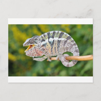 Porträt eines männlichen Pantherchamäleons Postkarte