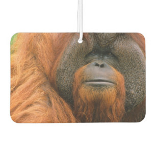 Porträt eines Orang-Utan-Männchens, Georgia, USA Autolufterfrischer