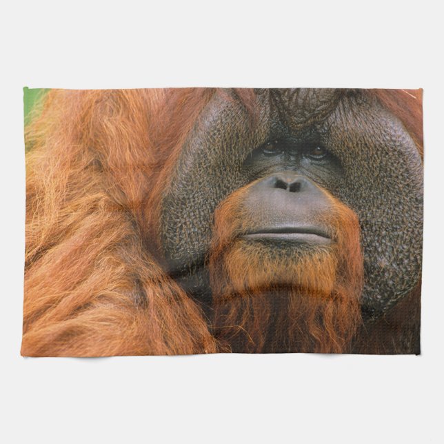 Porträt eines Orang-Utan-Männchens, Georgia, USA Geschirrtuch (Horizontal)