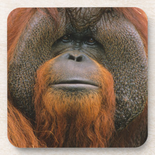 Porträt eines Orang-Utan-Männchens, Georgia, USA Getränkeuntersetzer