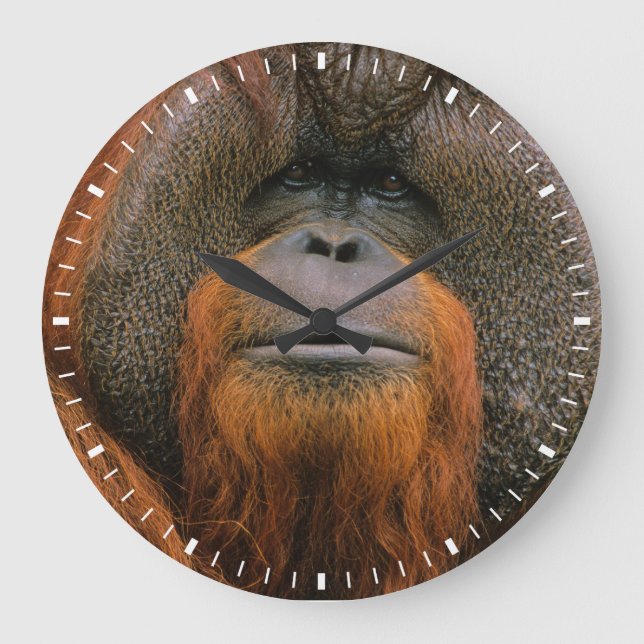 Porträt eines Orang-Utan-Männchens, Georgia, USA Große Wanduhr (Vorderseite)