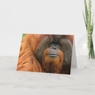 Porträt eines Orang-Utan-Männchens, Georgia, USA Karte
