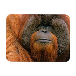 Porträt eines Orang-Utan-Männchens, Georgia, USA Magnet