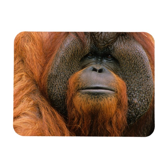 Porträt eines Orang-Utan-Männchens, Georgia, USA Magnet (Horizontal)