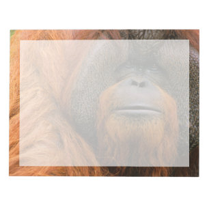 Porträt eines Orang-Utan-Männchens, Georgia, USA Notizblock
