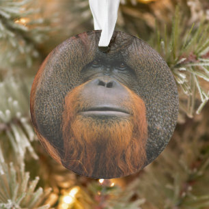 Porträt eines Orang-Utan-Männchens, Georgia, USA Ornament