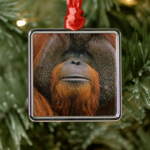 Porträt eines Orang-Utan-Männchens, Georgia, USA Ornament Aus Metall