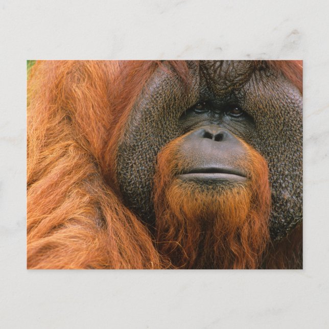 Porträt eines Orang-Utan-Männchens, Georgia, USA Postkarte (Vorderseite)