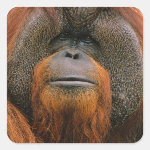 Porträt eines Orang-Utan-Männchens, Georgia, USA Quadratischer Aufkleber