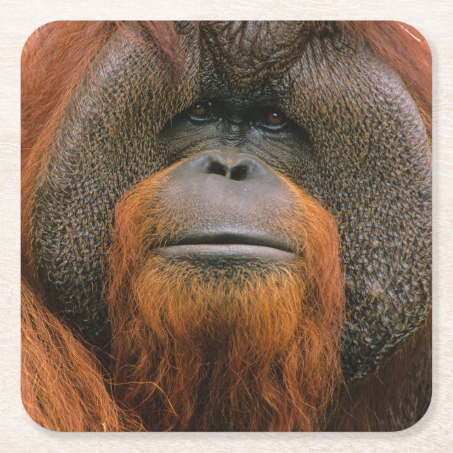 Porträt eines Orang-Utan-Männchens, Georgia, USA Rechteckiger Pappuntersetzer (Vorderseite)