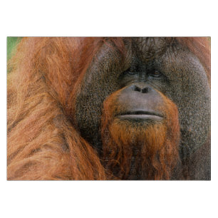 Porträt eines Orang-Utan-Männchens, Georgia, USA Schneidebrett