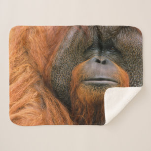 Porträt eines Orang-Utan-Männchens, Georgia, USA Sherpadecke