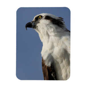 Porträt eines Osprey Magnet