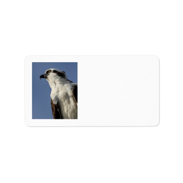 Porträt eines Ospreys Adressaufkleber (Vorne)