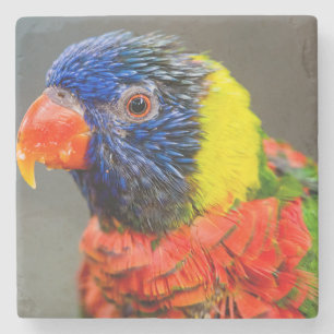Porträt eines Regenbogens Lorikeet Steinuntersetzer