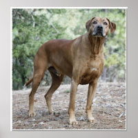 Porträt eines rhodesischen Ridgebacks