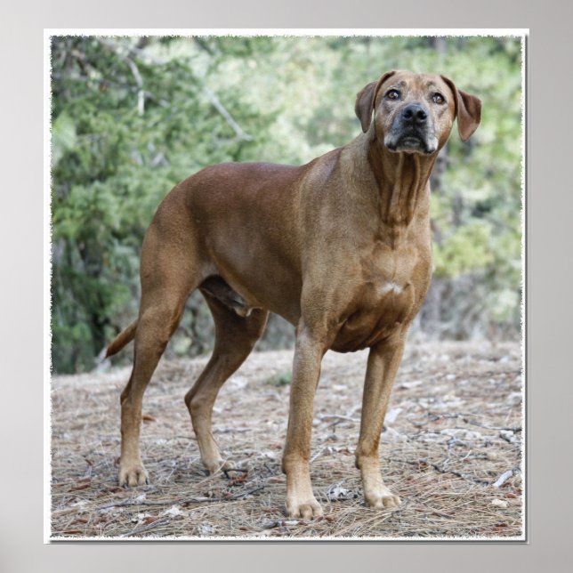 Porträt eines rhodesischen Ridgebacks Poster (Vorne)