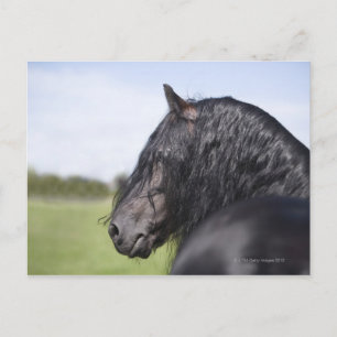 Porträt eines schwarzen Pferdes mit langer Mähne Postkarte