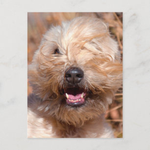 Porträt eines Soft Coated Wheaten Terrier Postkarte