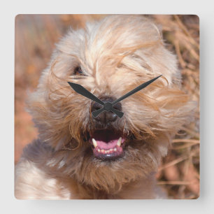 Porträt eines Soft Coated Wheaten Terrier Quadratische Wanduhr