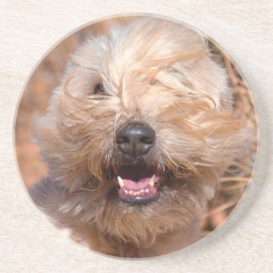 Porträt eines Soft Coated Wheaten Terrier Sandstein Untersetzer