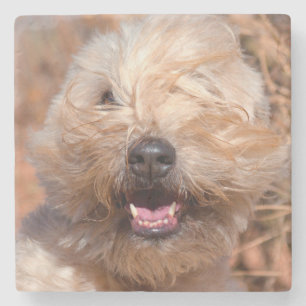 Porträt eines Soft Coated Wheaten Terrier Steinuntersetzer