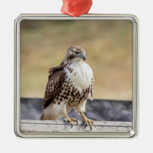 Porträt eines ungetrübten roten Schwanzfalken Ornament Aus Metall