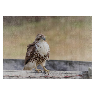 Porträt eines unreifes Rot angebundenen Falken Schneidebrett