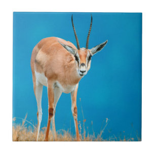 Porträt eines weiblichen Grant-Gazelle (Gazella Gr Fliese