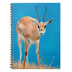 Porträt eines weiblichen Grant-Gazelle (Gazella Gr Notizblock